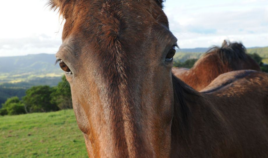 DSC_4021_Horses_detail.jpg