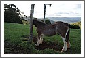 DSC_2049_Horses.jpg