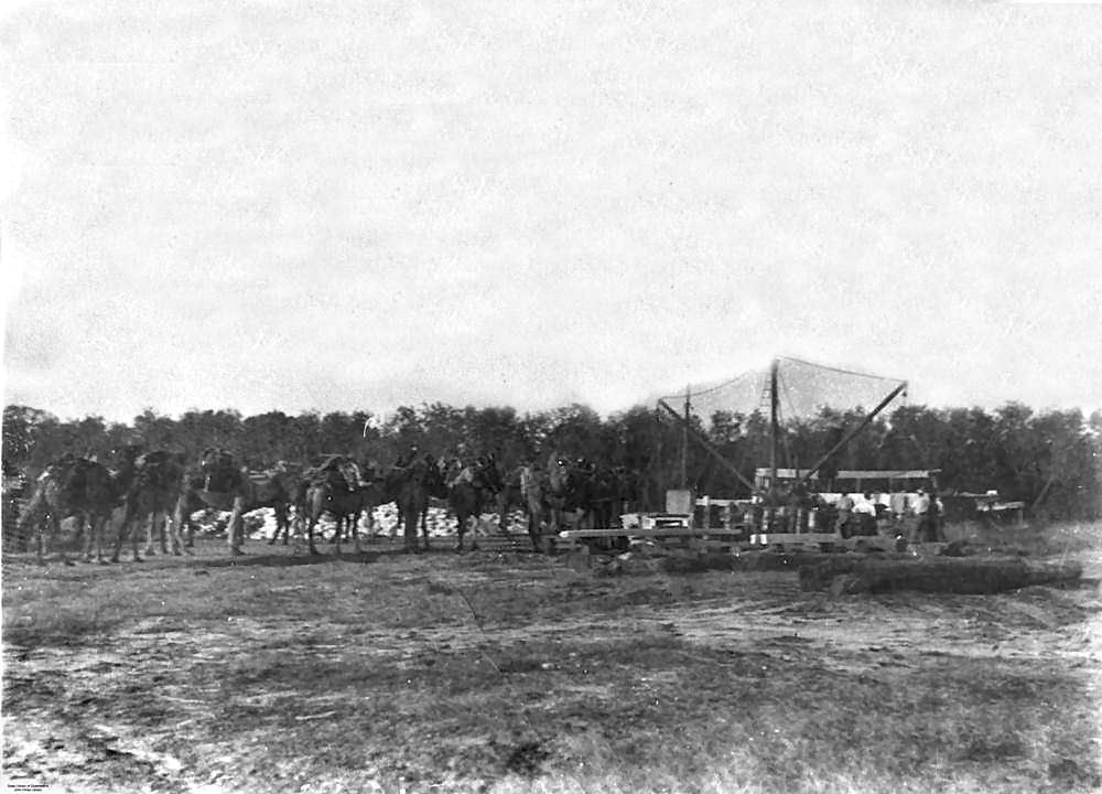 Burketown-1918-Wharf-Camels.jpg