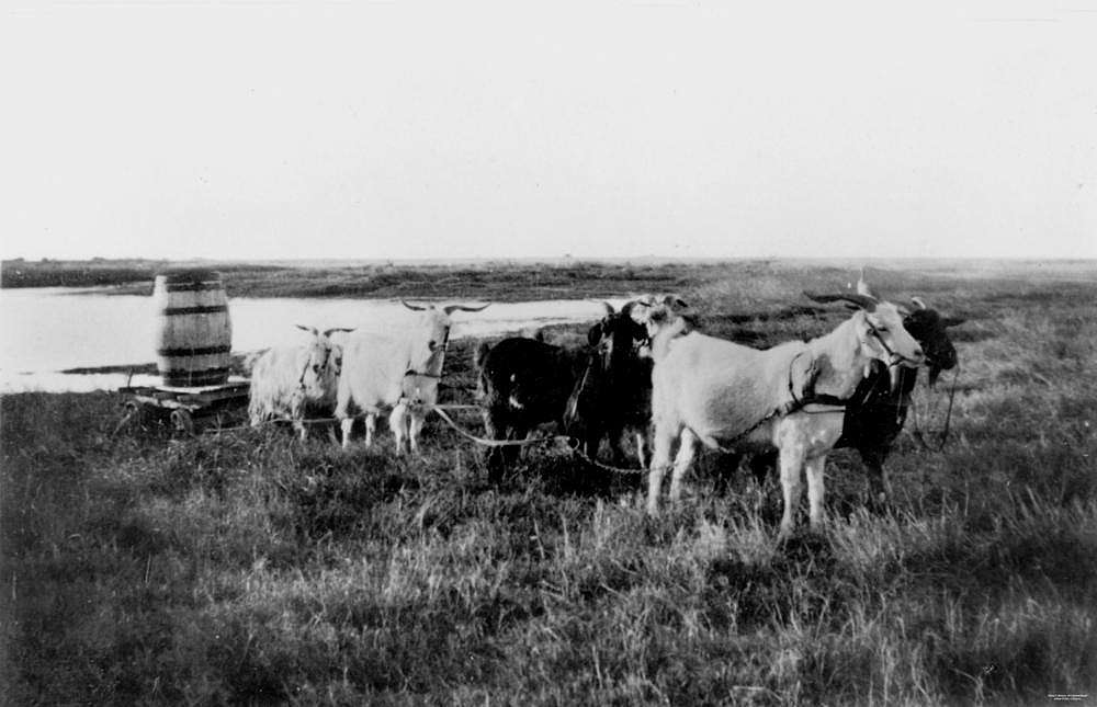 Burketown-Goat-Team.jpg