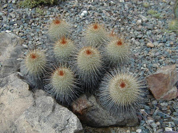 Cactus_Garden_2002_02.jpg