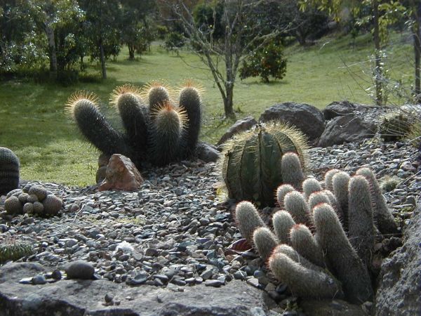 Cactus_Garden_2002_04.jpg