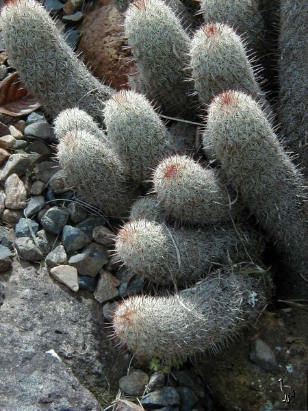 Cactus_Garden_2002_07.jpg