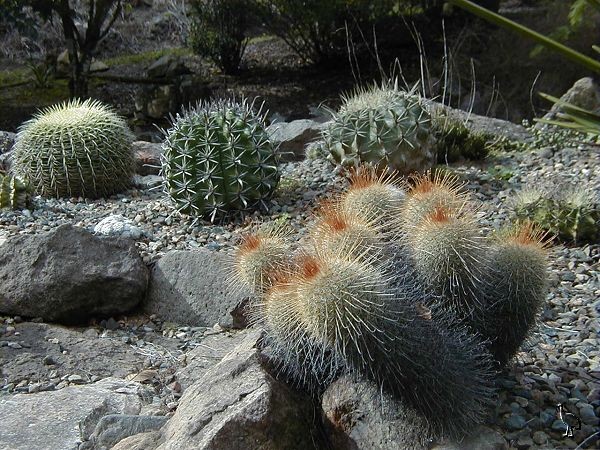 Cactus_Garden_2002_3.jpg