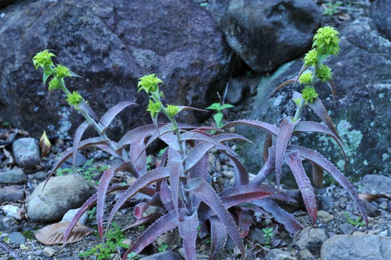 D7C_7004_cactus_garden.jpg