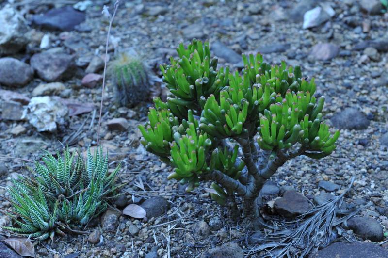 D7C_7005_cactus_garden.jpg