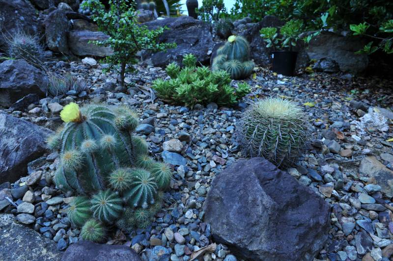 D7C_7010_cactus_garden.jpg