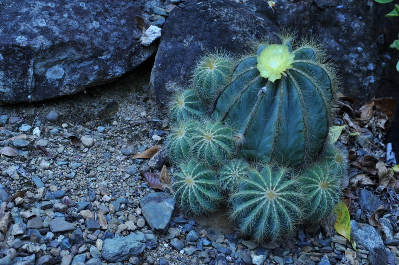 D7C_7014_cactus_garden.jpg