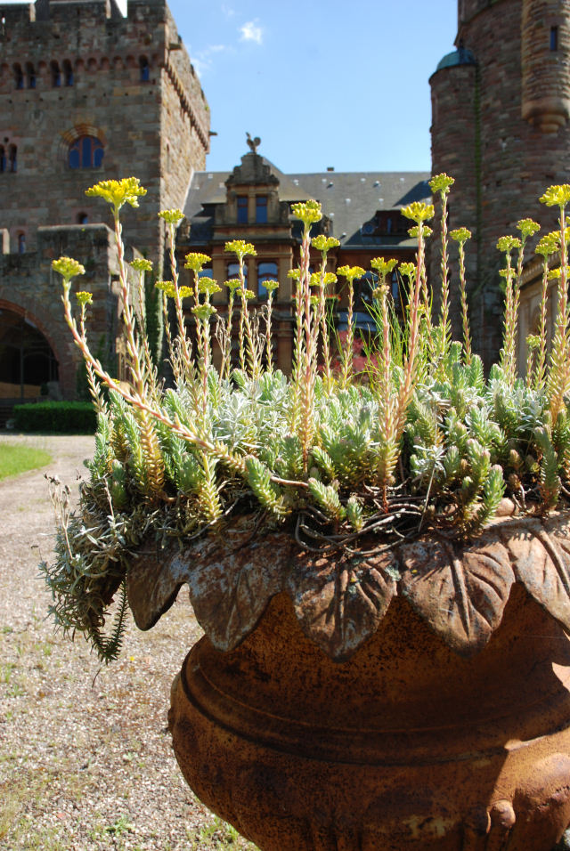 Le_Chateau_de_Landonvillers_Sedum_DSC_2744.jpg