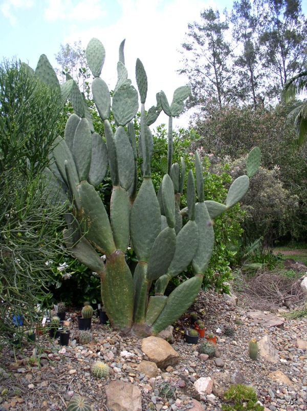 Obi_Obi_Cactus_Garden_Nov_2005_2.jpg Obi_Obi_Cactus_Garden_Nov_2005_2.jpg
