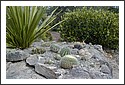 Cactus_Garden_2002_01.jpg