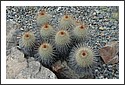 Cactus_Garden_2002_02.jpg