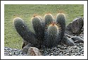 Cactus_Garden_2002_06.jpg