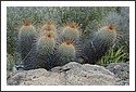 Cactus_Garden_2002_09.jpg