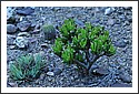 D7C_7005_cactus_garden.jpg