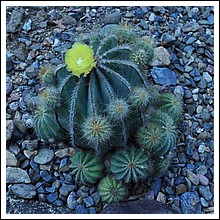 D7C_7008_cactus_garden.jpg