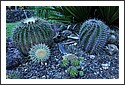 D7C_7016_cactus_garden.jpg