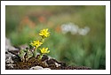 French_succulents_DSC_2520.jpg