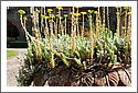 Le_Chateau_de_Landonvillers_Succulents_DSC_2744.jpg