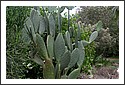 Obi_Obi_Cactus_Garden_Nov_2005_2.jpg