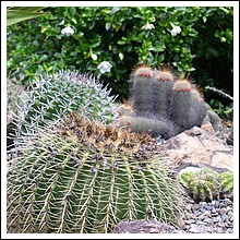 Obi_Obi_Cactus_Garden_Nov_2005.jpg