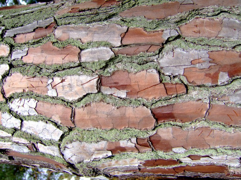 Bark_pattern_DSCF2453.jpg