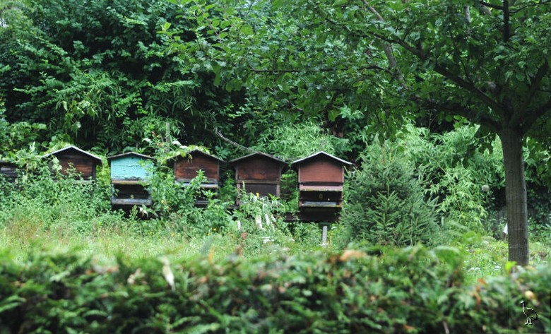 Beehives_Thun_D7C_5367.jpg