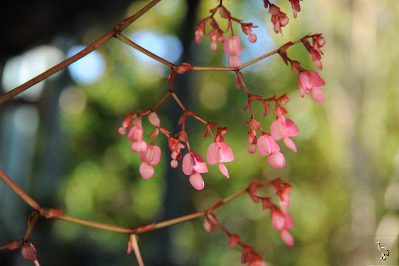 Begonia_Flower.jpg