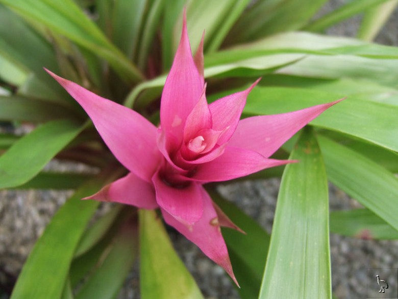 Bromeliad_DSCF1697.jpg Bromeliad_DSCF1697.jpg