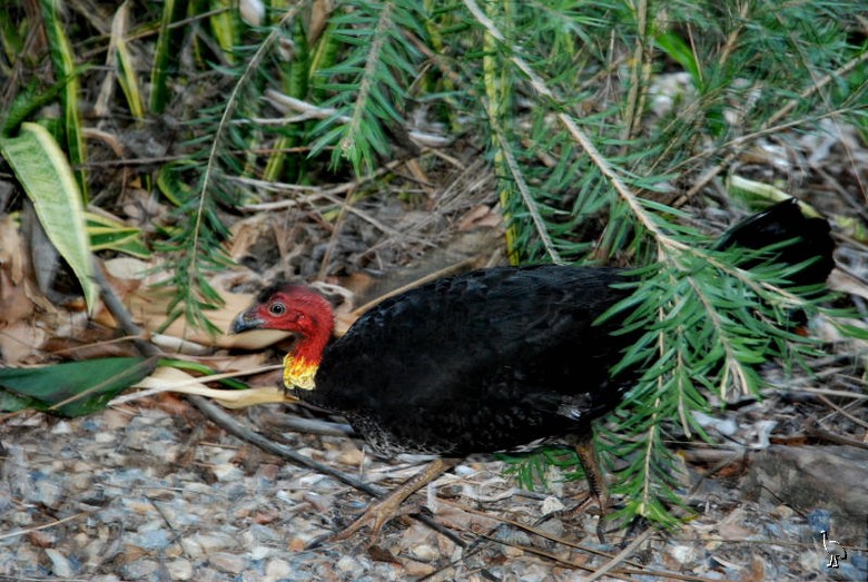 Bush_Turkey.jpg