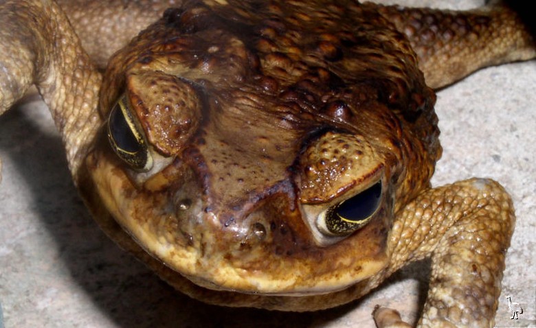 Canetoad_P1010019.jpg