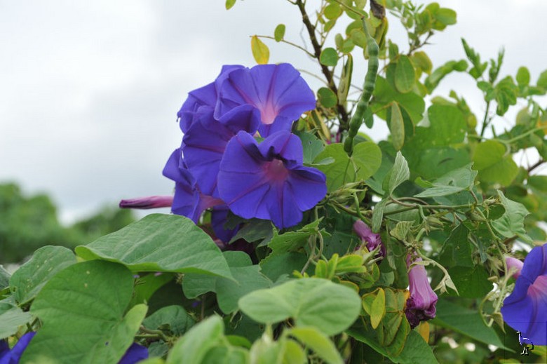 Convovulus_D7C_7653_Ocean_Shores.jpg