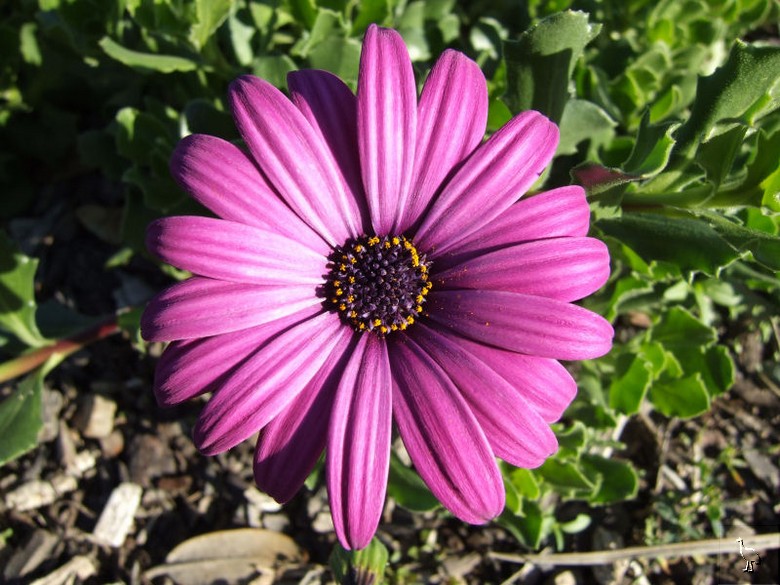 Flower_DSCF2063.jpg Flower_DSCF2063.jpg