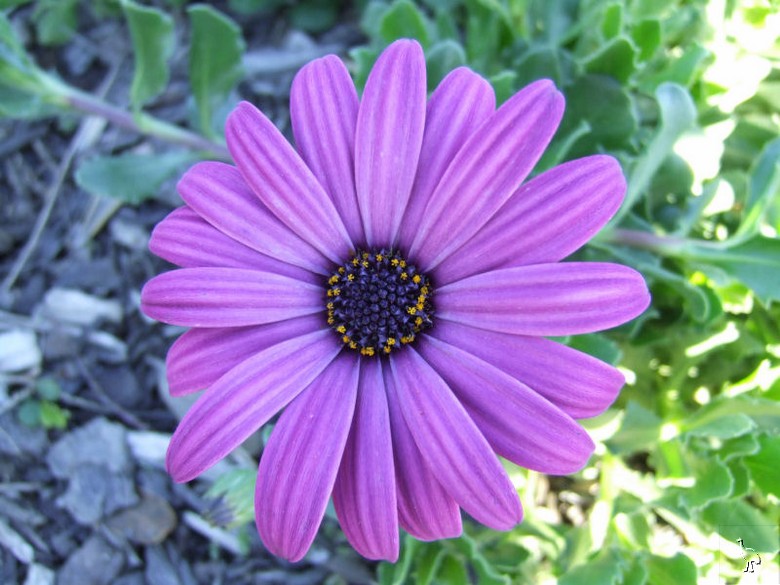 Flower_DSCF2064.jpg Flower_DSCF2064.jpg