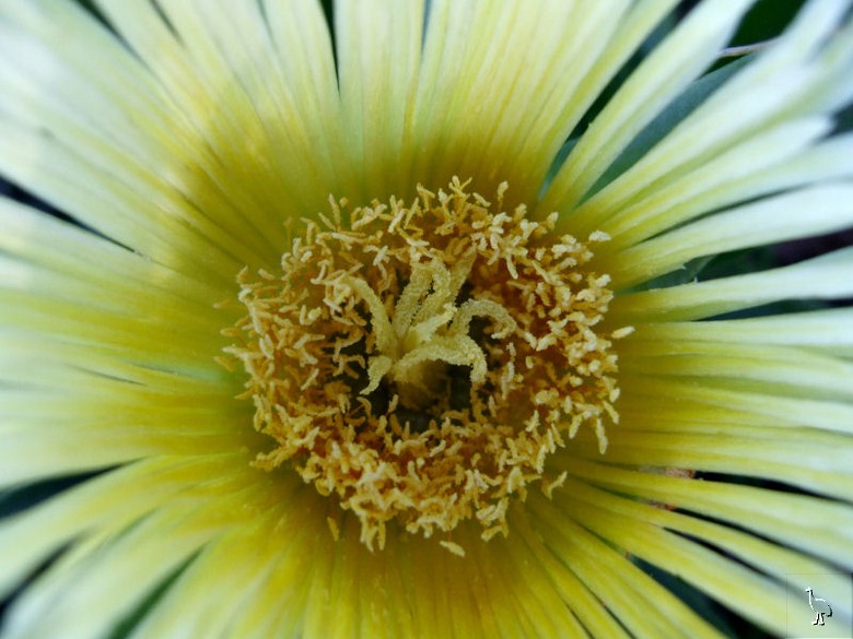 Flower_NZ_DSCF2077.jpg Flower_NZ_DSCF2077.jpg