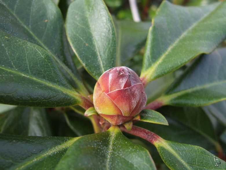 Flower_bud_NZ_DSCF1798.jpg