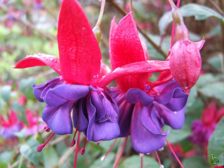 Flowers_DSCF1677_NZ.jpg Flowers_DSCF1677_NZ.jpg