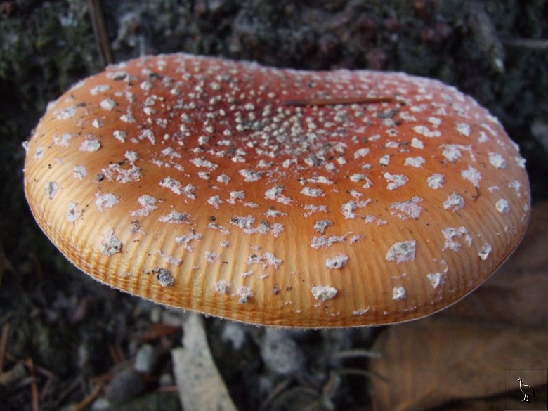 Fungi_DSCF1874.jpg