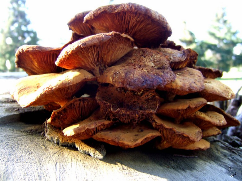 Fungi_DSCF2051.jpg Fungi_DSCF2051.jpg