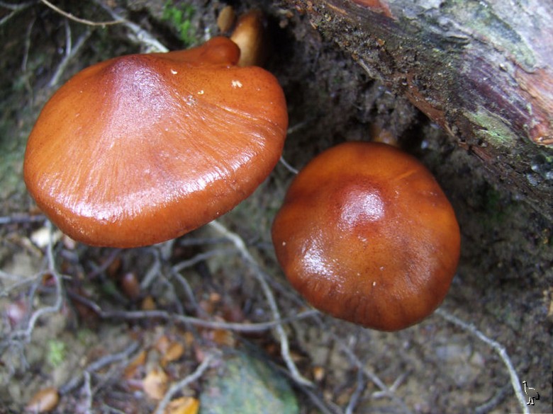 Fungi_NZ_DSCF1399.jpg Fungi_NZ_DSCF1399.jpg