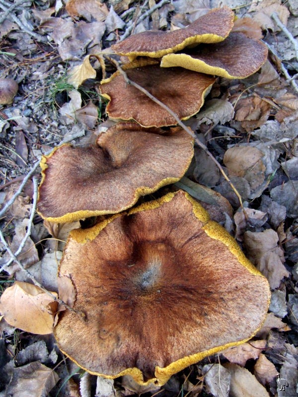 Fungi_NZ_DSCF1881.jpg