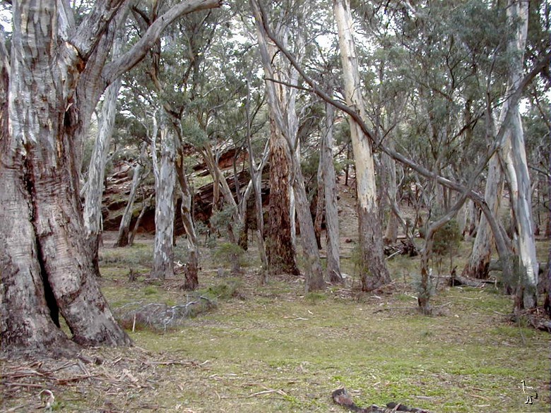 Gumtrees_P4220004_Wilpena_Pound.jpg