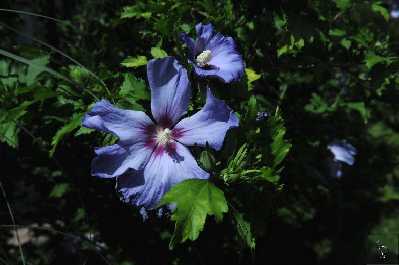 Hibiscus_D7C_4860.jpg