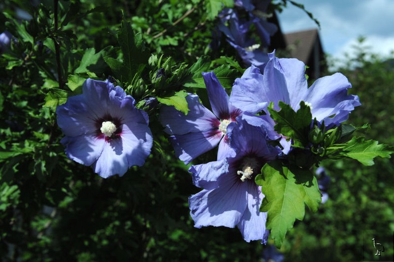 Hibiscus_D7C_4861.jpg