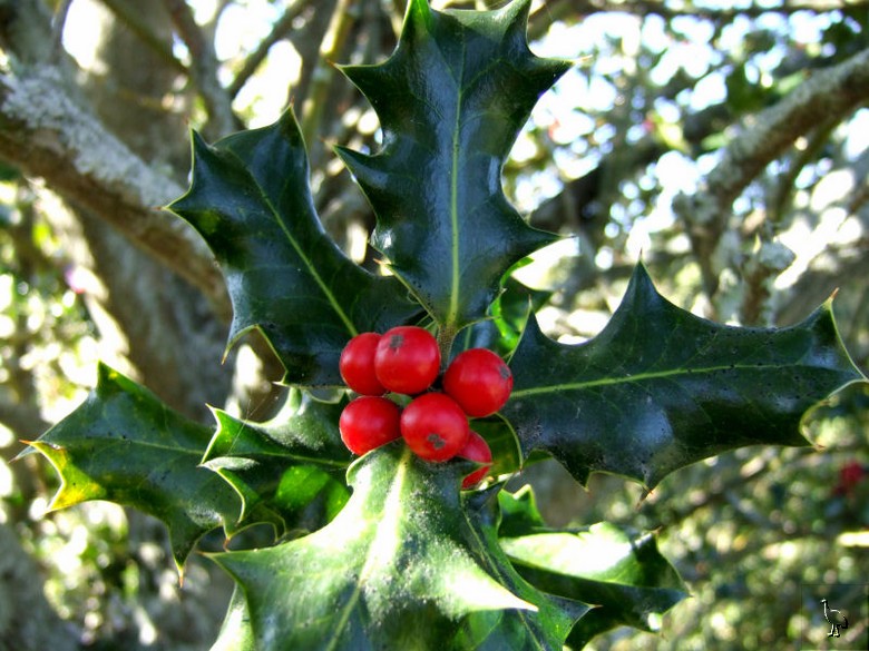 Holly_DSCF2053.jpg Holly_DSCF2053.jpg