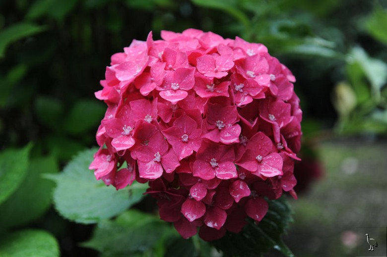 Hydrangea_Thun_D7C_5368.jpg