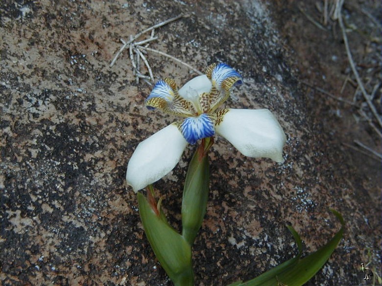 Iris_Neomarica_gracilis.jpg