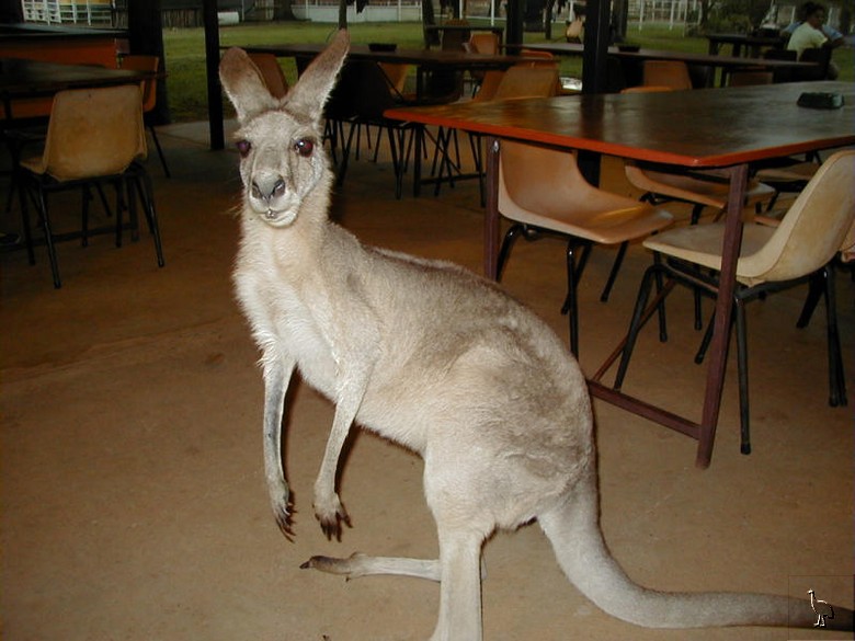 Kangaroo_Burketown.jpg