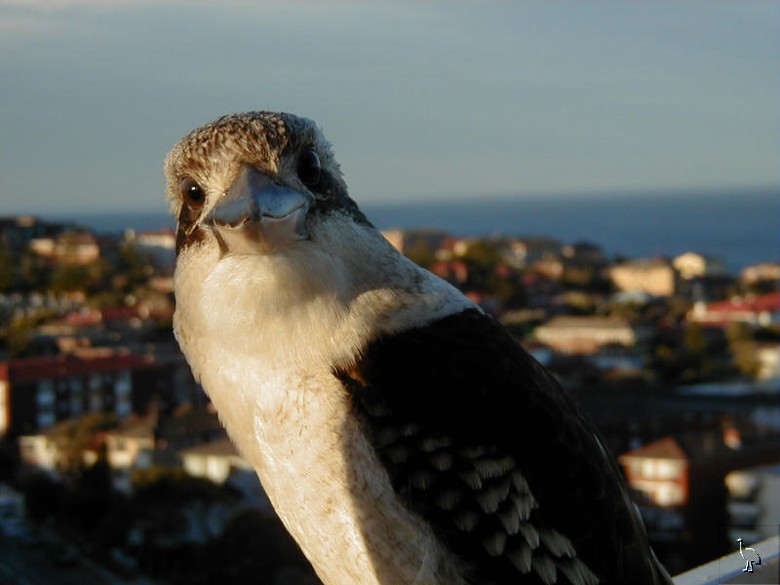 Kookaburra.jpg