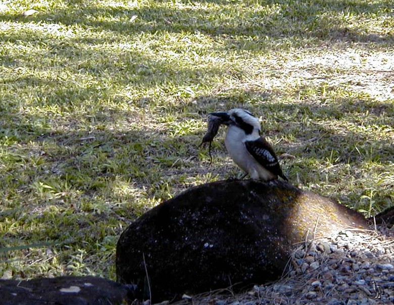 Kookaburra_P8240003.jpg